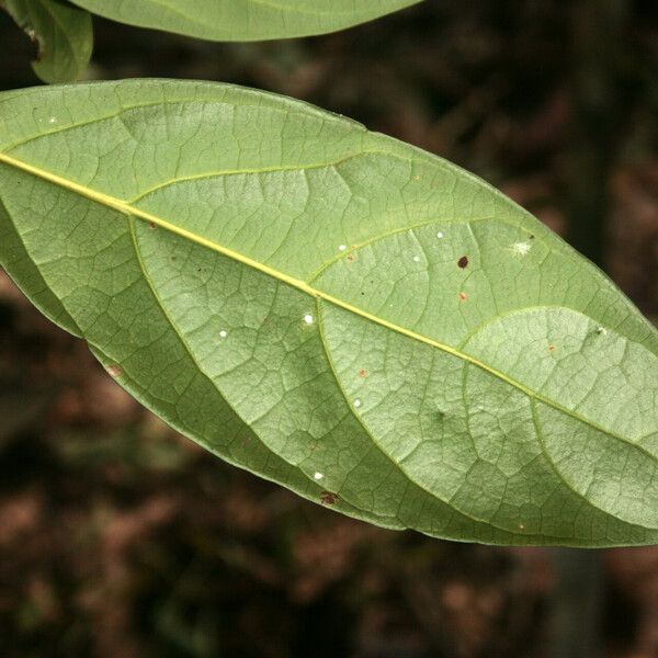 Ocotea leucoxylon 葉