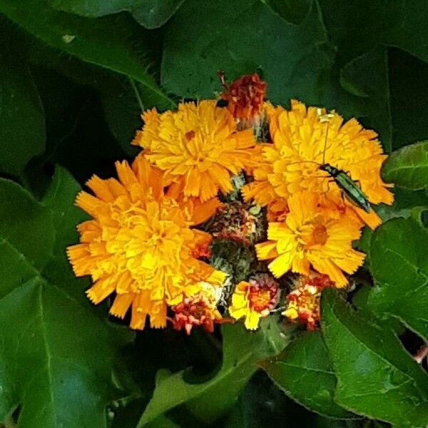 Pilosella aurantiaca Kwiat