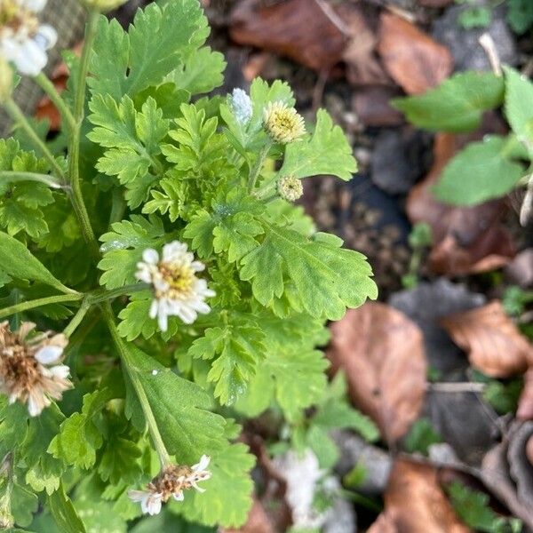 Tanacetum parthenium Агульны выгляд