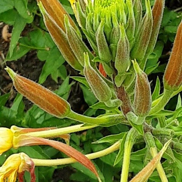 Oenothera glazioviana Virág