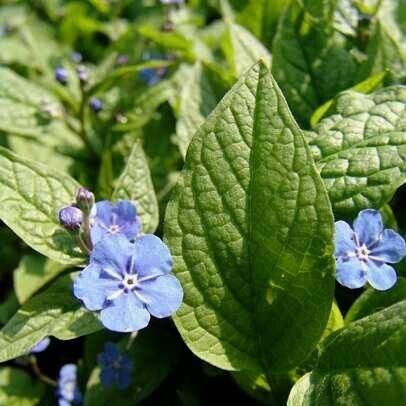 Omphalodes verna ഇല