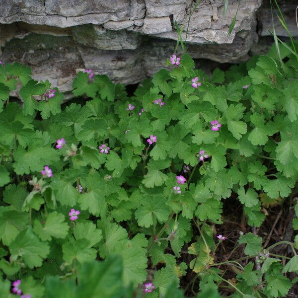 Geranium divaricatum Habitatea