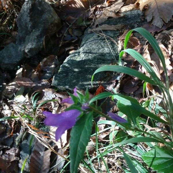 Campanula trachelium Květ