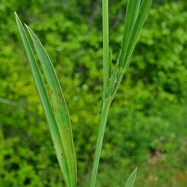 Lathyrus sphaericus 葉