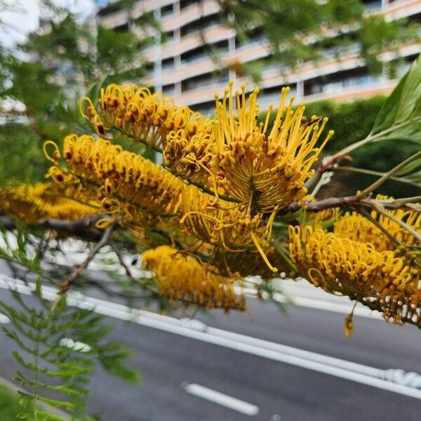 Grevillea robusta Cvet