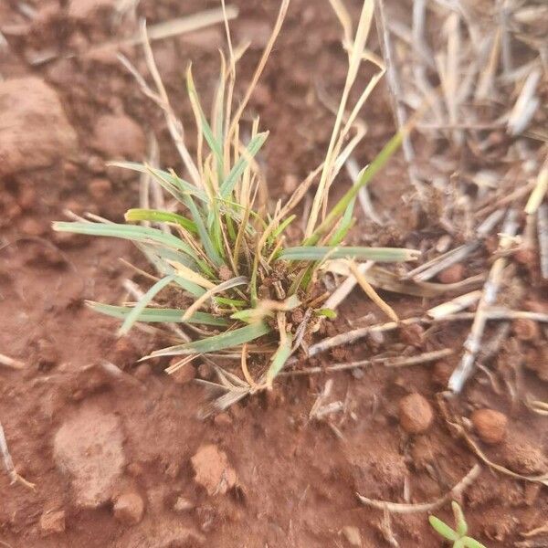 Microchloa kunthii Leht