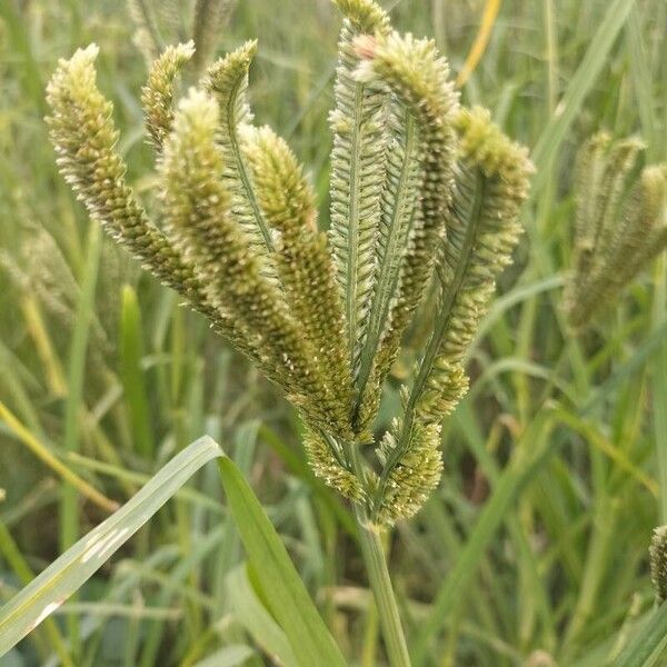 Eleusine coracana Fruchs