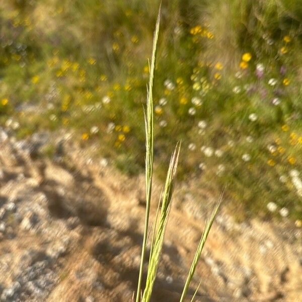 Festuca myuros Цвят