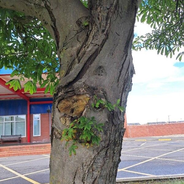 Aesculus hippocastanum Bark