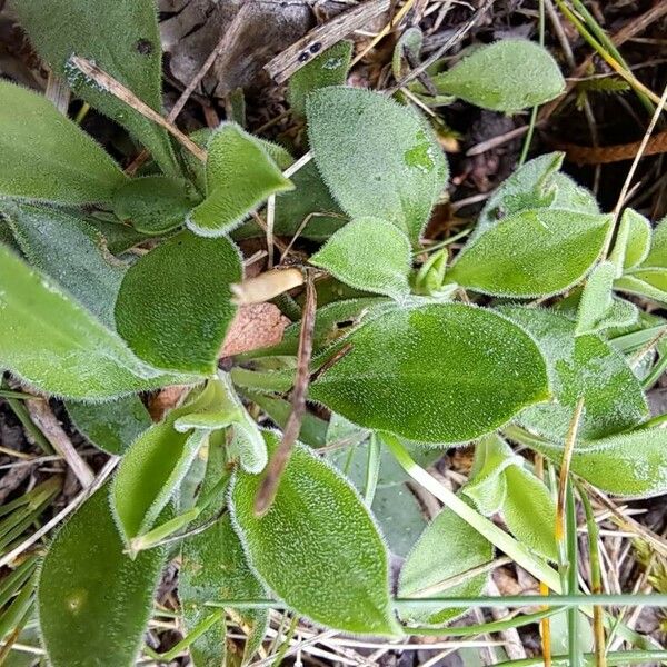 Silene nutans Frunză