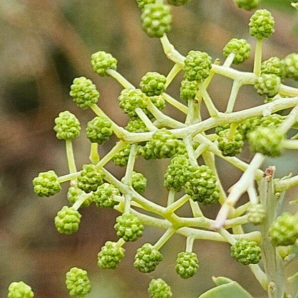 Acacia cultriformis Fruit