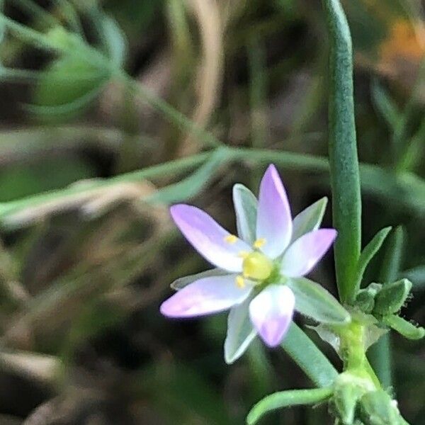 Spergularia marina Flower