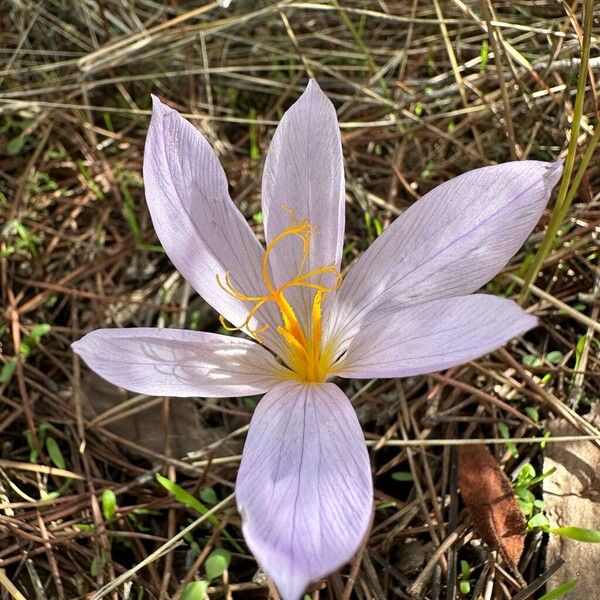 Crocus autumnalis Floare