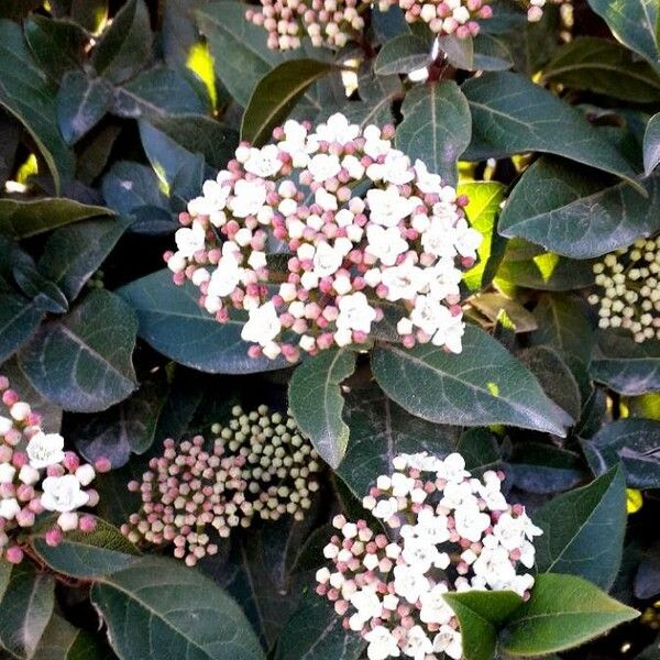 Viburnum tinus Bloem