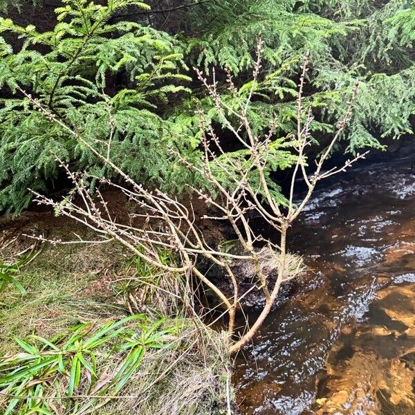 Daphne mezereum Buveinė