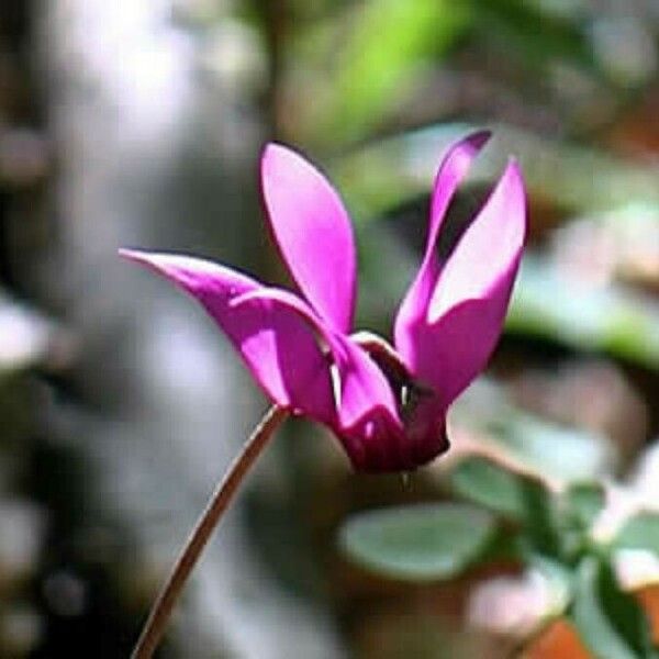 Cyclamen purpurascens फूल