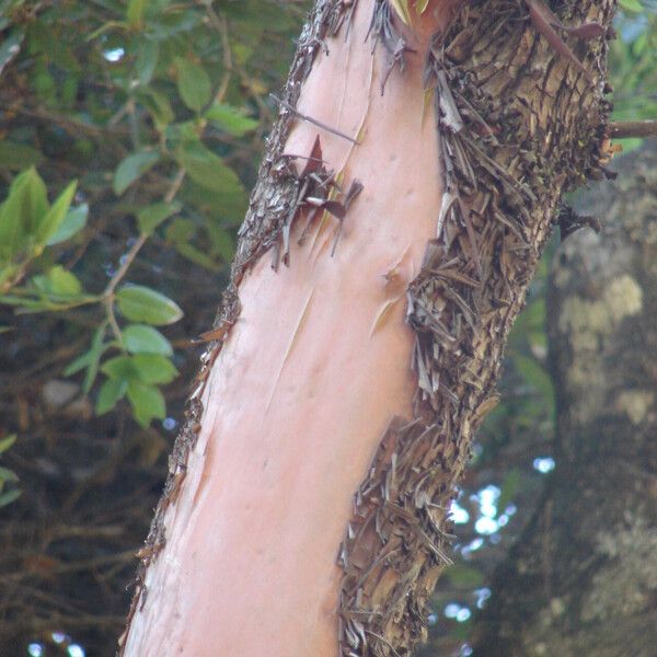 Arbutus menziesii 樹皮