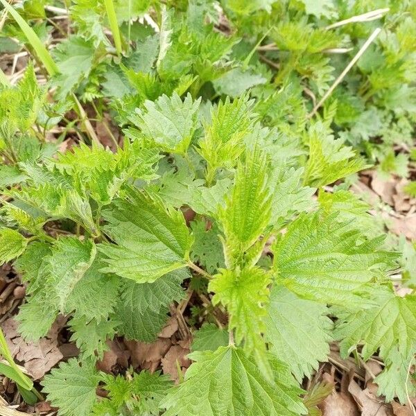 Urtica urens Folha