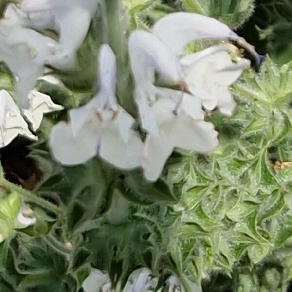 Salvia argentea Flower