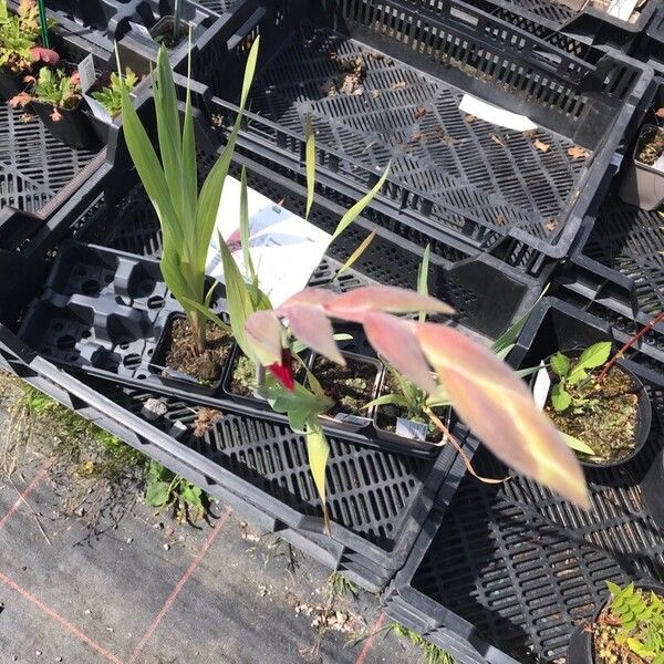 Gladiolus dalenii Leaf