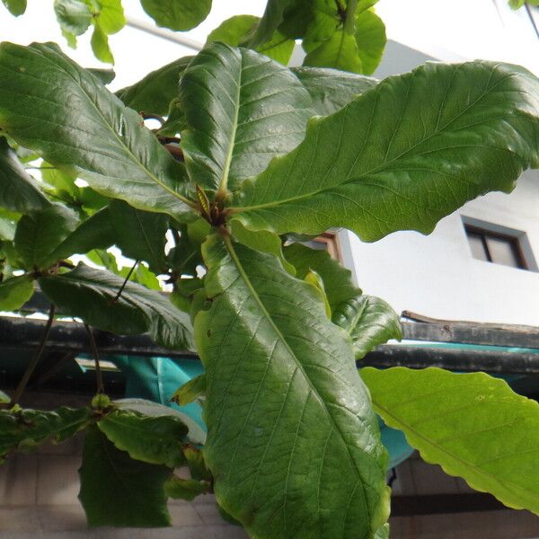 Terminalia catappa Fuelha