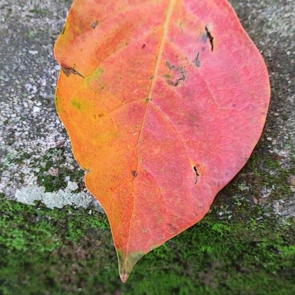 Diospyros kaki Ліст