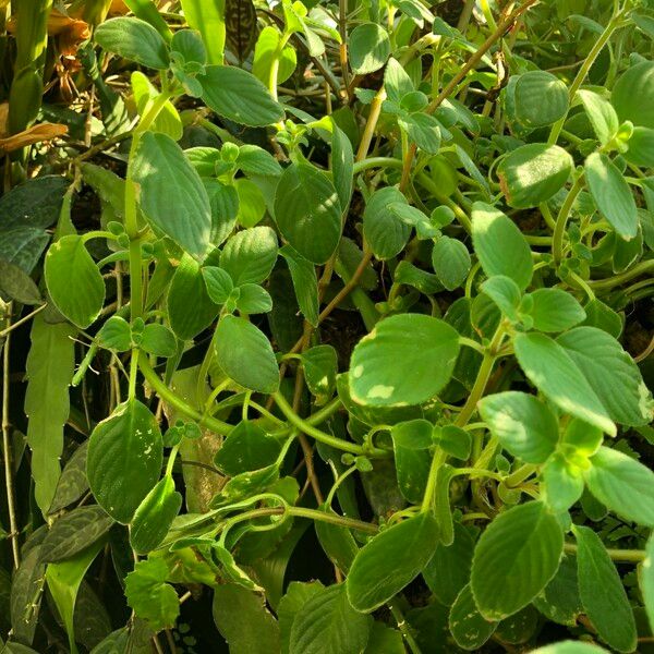 Streptocarpus saxorum عادت