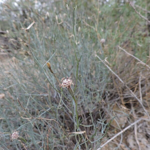 Porophyllum gracile عادت