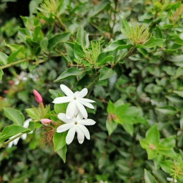 Jasminum grandiflorum Цветок