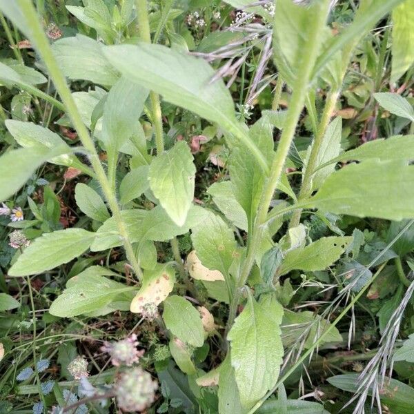 Erigeron glabellus 叶