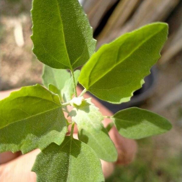 Chenopodium berlandieri Lehti