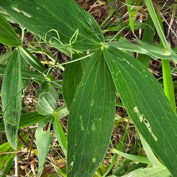 Lathyrus latifolius Leaf