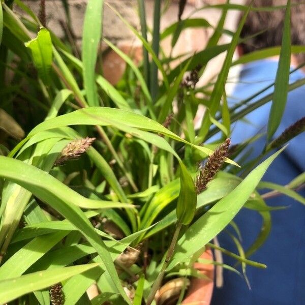 Setaria verticillata Feuille