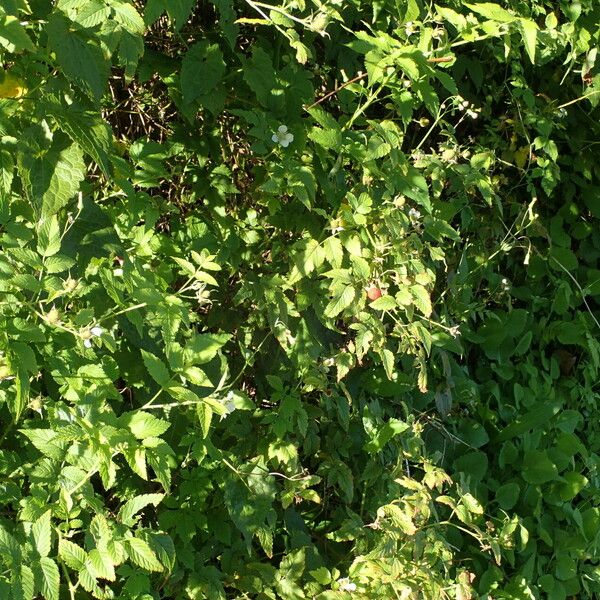 Rubus rosifolius Altro