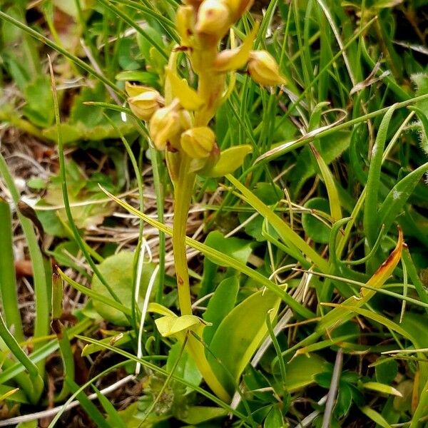 Dactylorhiza viridis Alkat (teljes növény)