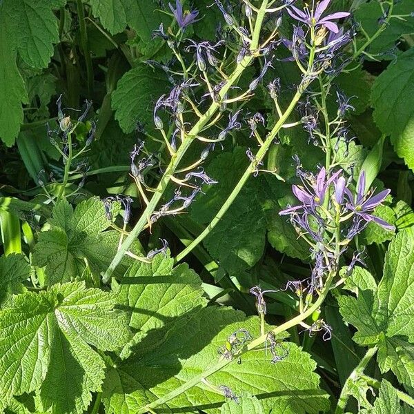 Camassia leichtlinii Květ