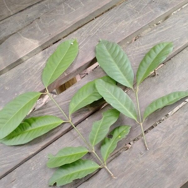 Syzygium polyanthum Blad