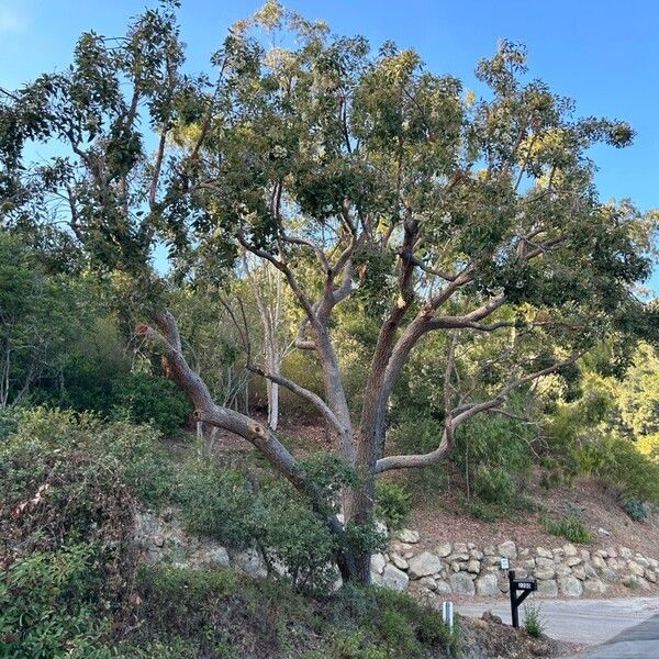 Eucalyptus camaldulensis Casca