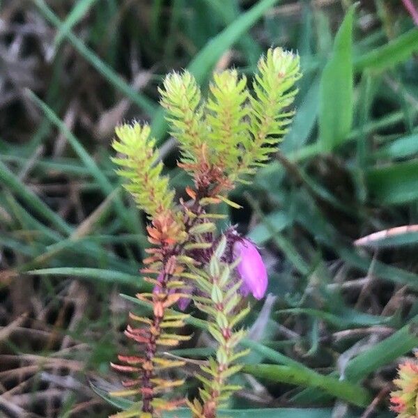 Erica tetralix Leaf