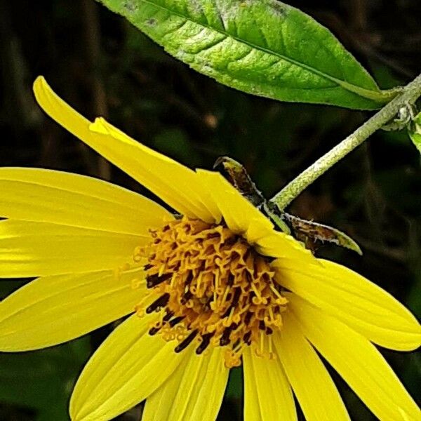 Helianthus × laetiflorus Flower