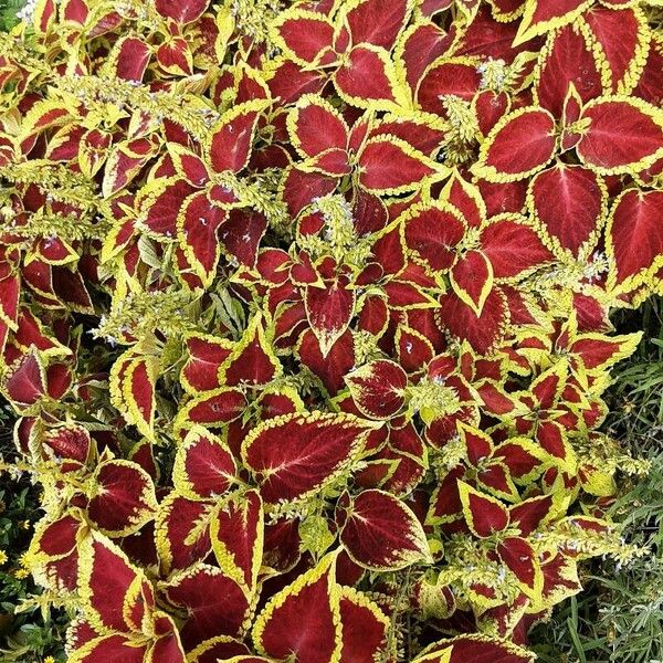 Plectranthus scutellarioides Habit