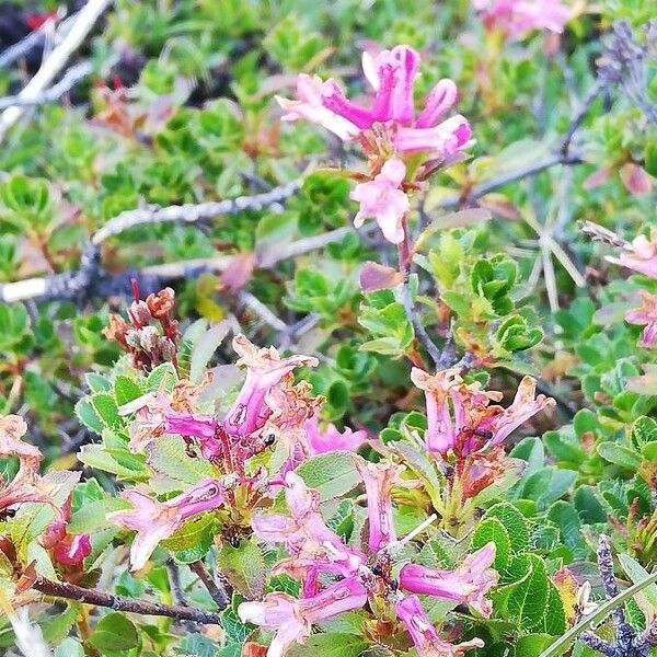 Rhododendron hirsutum Habitatea