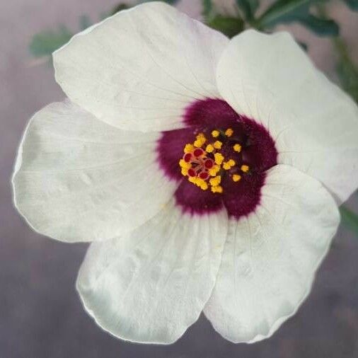 Hibiscus trionum Çiçek