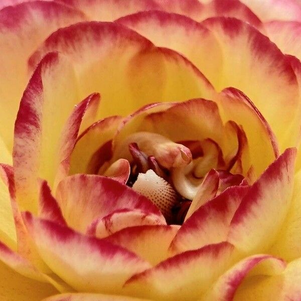 Ranunculus asiaticus Flower