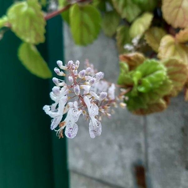 Plectranthus verticillatus Flower