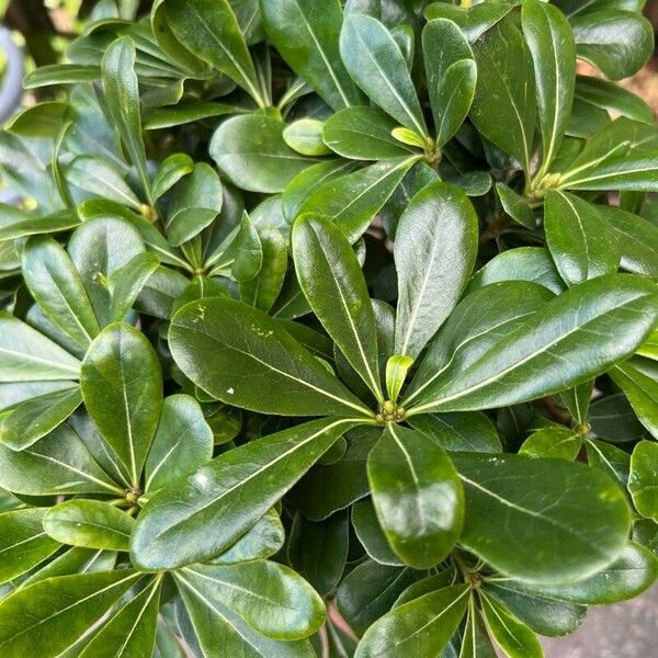 Pittosporum heterophyllum Folla