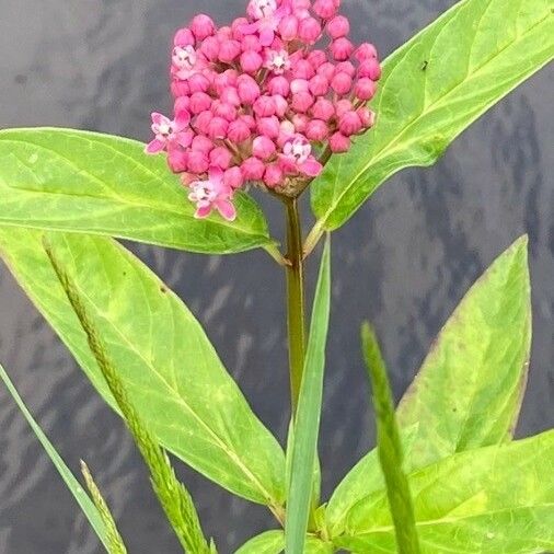 Asclepias incarnata Flower