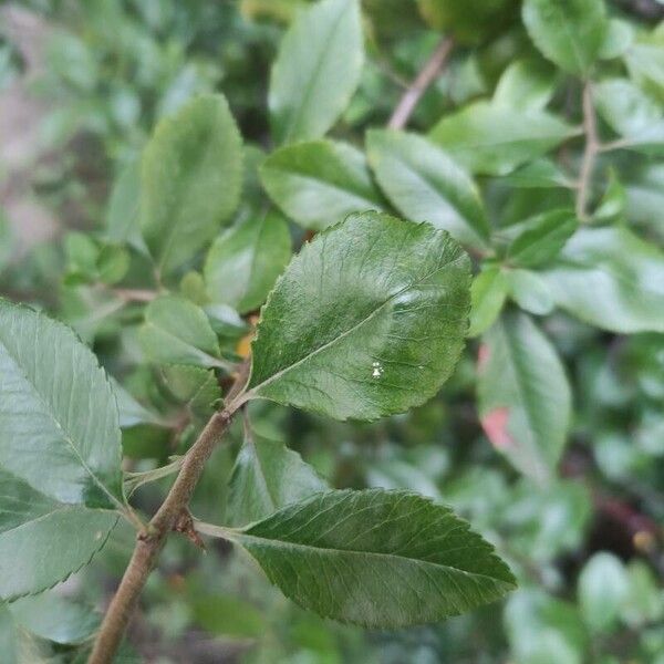 Pyracantha crenulata Leaf