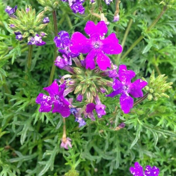 Verbena tenera Flower