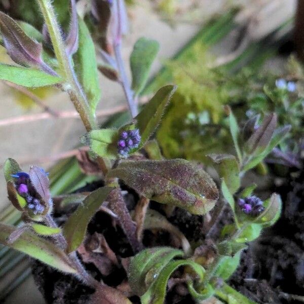 Myosotis sylvatica Beste bat